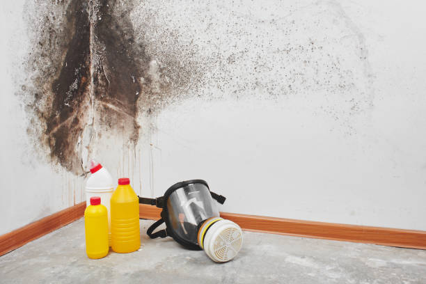 Best Crawl Space Mold Removal  in Brockton, MA