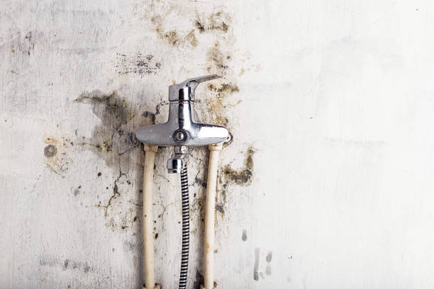 Best Mold Removal Near Me  in Brockton, MA