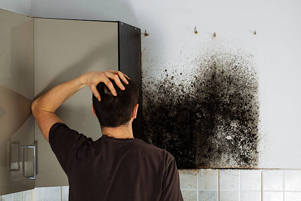 Best Mold Remediation  in Brockton, MA